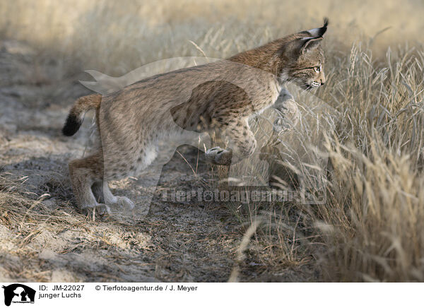 junger Luchs / young Lynx / JM-22027