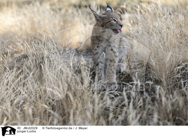 junger Luchs / young Lynx / JM-22029