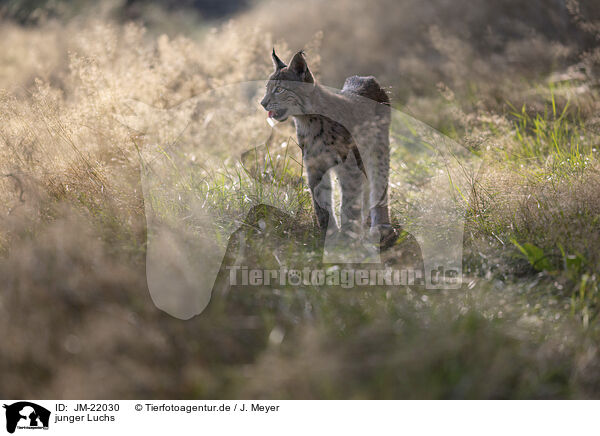 junger Luchs / young Lynx / JM-22030