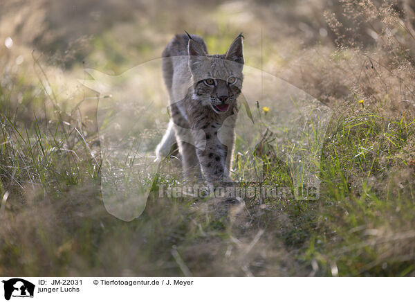 junger Luchs / young Lynx / JM-22031