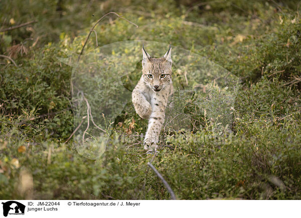 junger Luchs / young Lynx / JM-22044