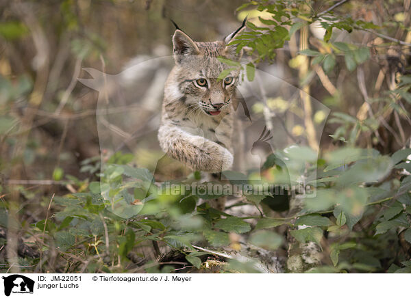 junger Luchs / young Lynx / JM-22051