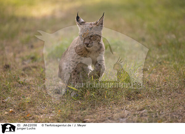 junger Luchs / young Lynx / JM-22056