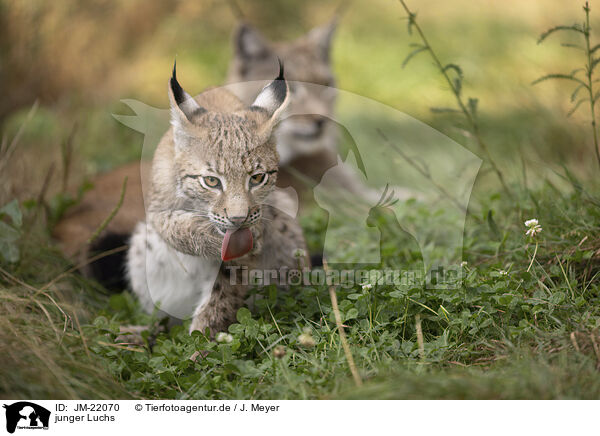 junger Luchs / young Lynx / JM-22070