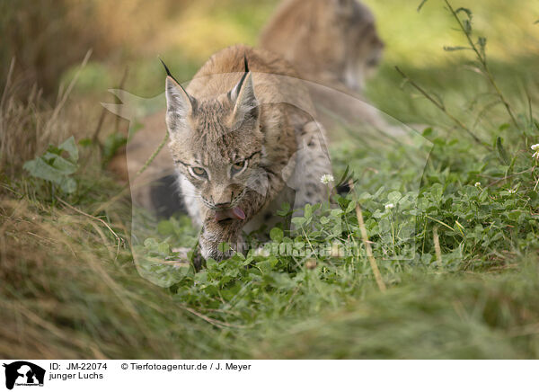 junger Luchs / young Lynx / JM-22074