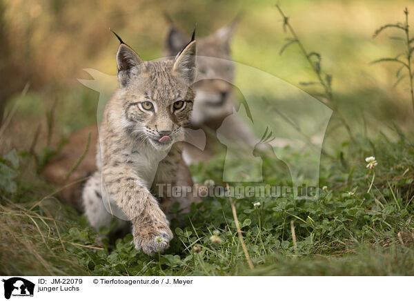 junger Luchs / young Lynx / JM-22079
