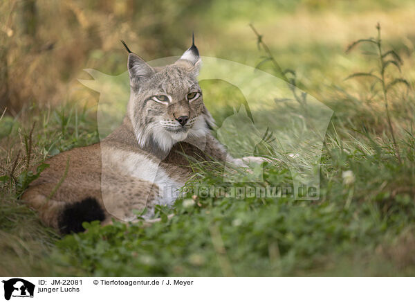 junger Luchs / young Lynx / JM-22081