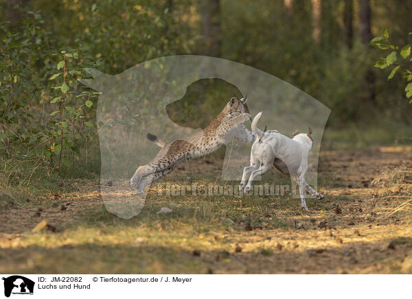 Luchs und Hund / JM-22082