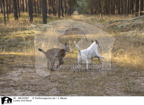 Luchs und Hund / JM-22083
