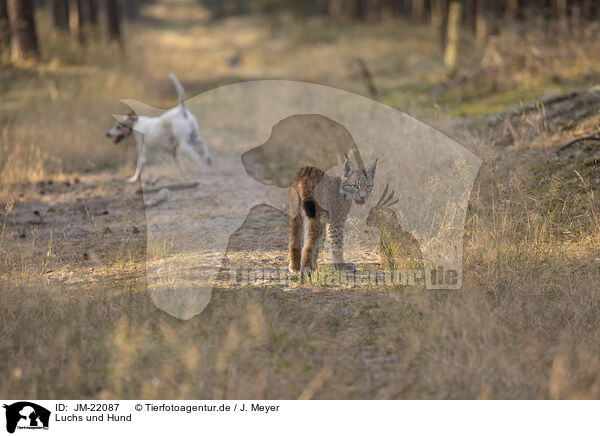 Luchs und Hund / Lynx and dog / JM-22087