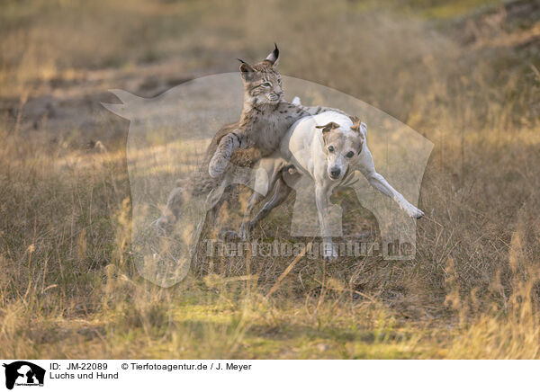 Luchs und Hund / Lynx and dog / JM-22089