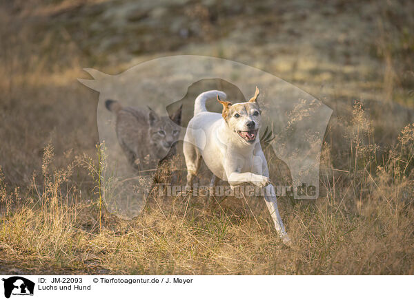 Luchs und Hund / JM-22093