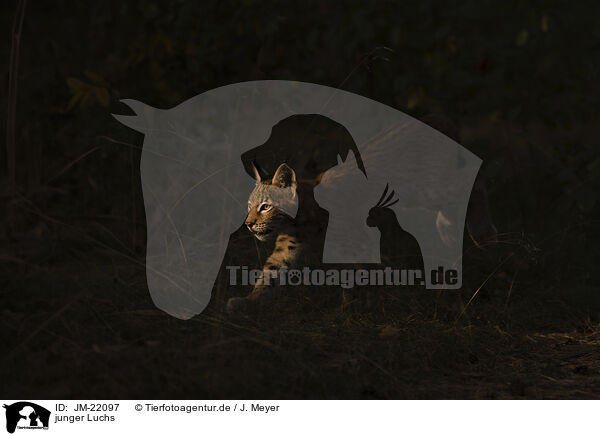 junger Luchs / young Lynx / JM-22097
