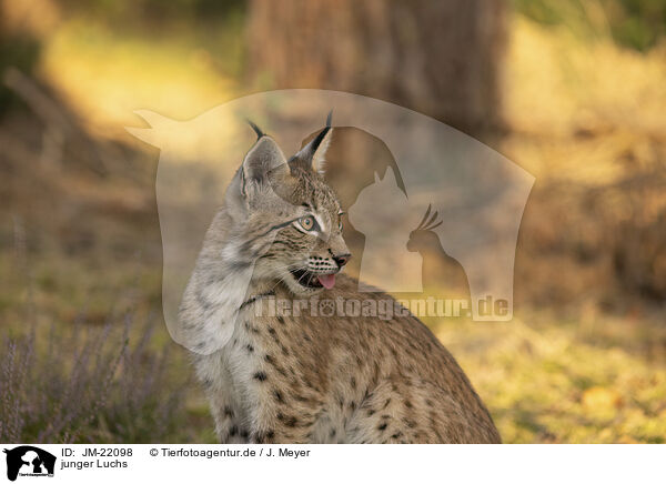 junger Luchs / young Lynx / JM-22098