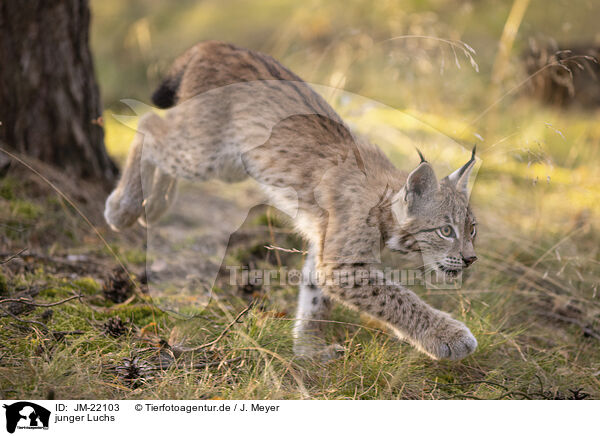 junger Luchs / young Lynx / JM-22103