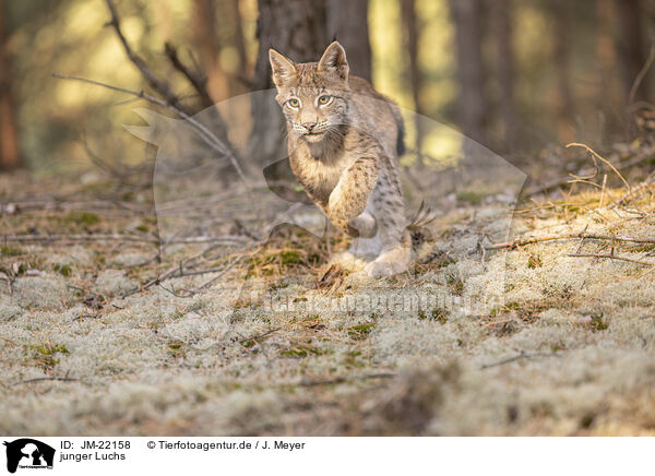 junger Luchs / young Lynx / JM-22158