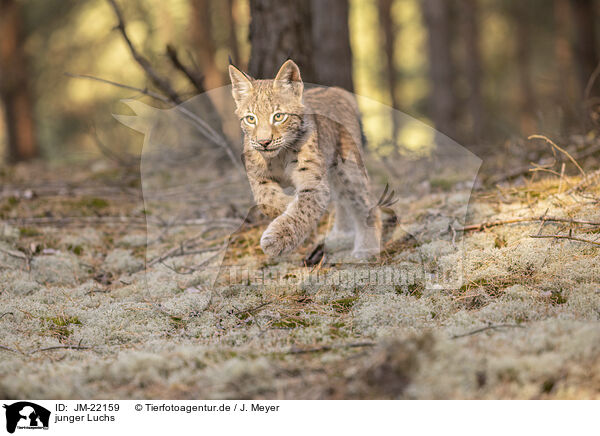 junger Luchs / young Lynx / JM-22159