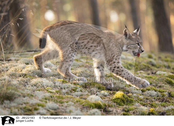 junger Luchs / young Lynx / JM-22183