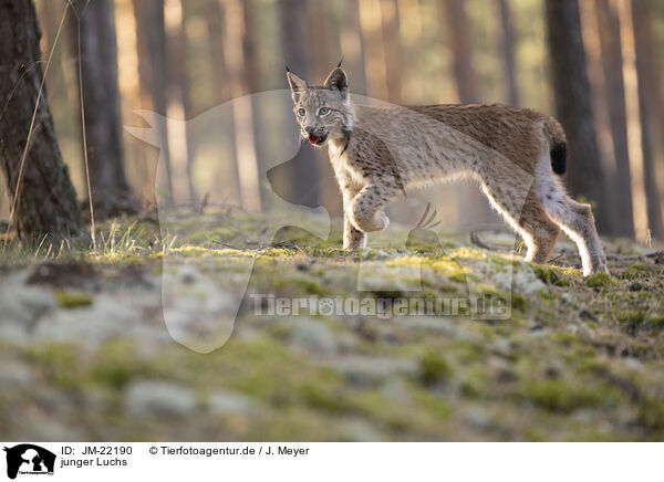 junger Luchs / young Lynx / JM-22190