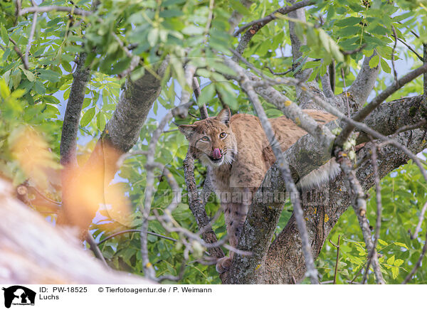 Luchs / lynx / PW-18525