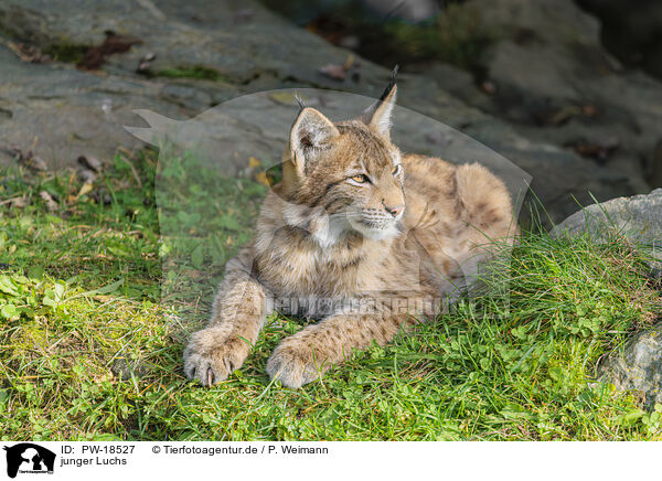 junger Luchs / PW-18527