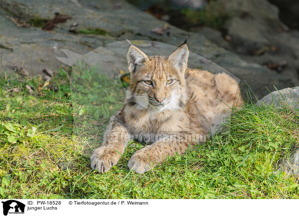 junger Luchs / young lynx / PW-18528