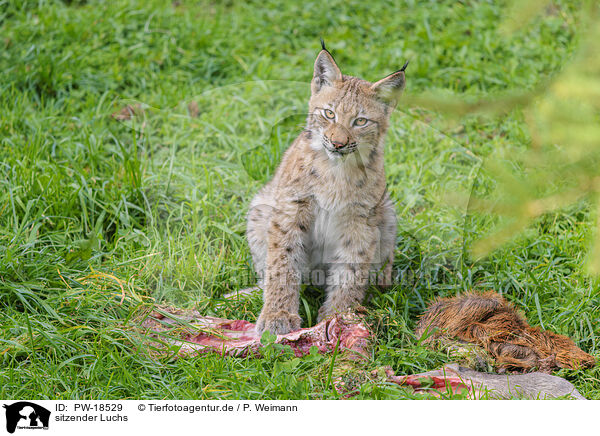 sitzender Luchs / sitting lynx / PW-18529