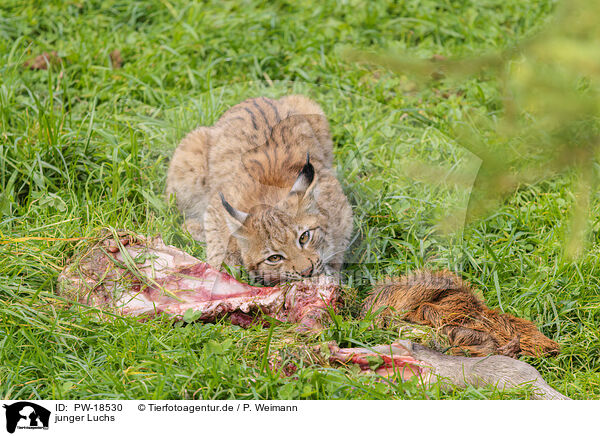 junger Luchs / young lynx / PW-18530