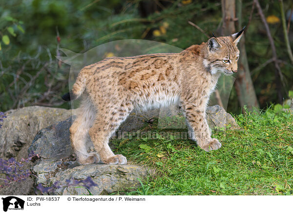 Luchs / lynx / PW-18537