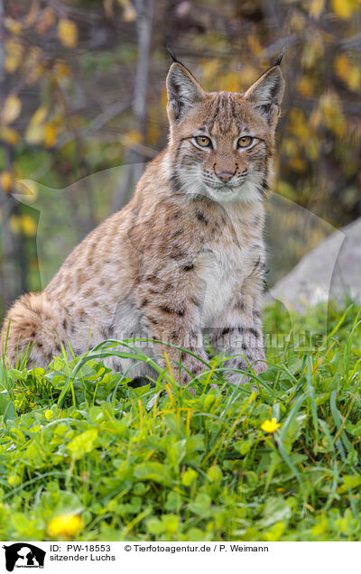 sitzender Luchs / sitting lynx / PW-18553