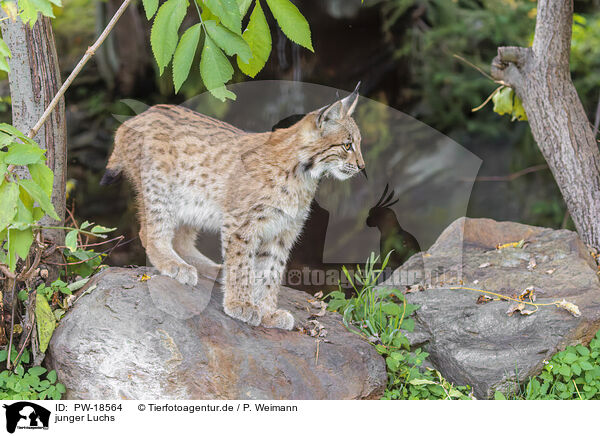 junger Luchs / young lynx / PW-18564