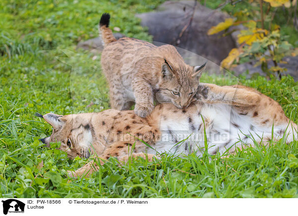 Luchse / lynxes / PW-18566