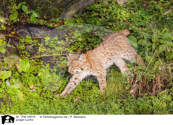 junger Luchs / young lynx / PW-18574