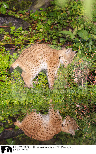 junger Luchs / young lynx / PW-18582