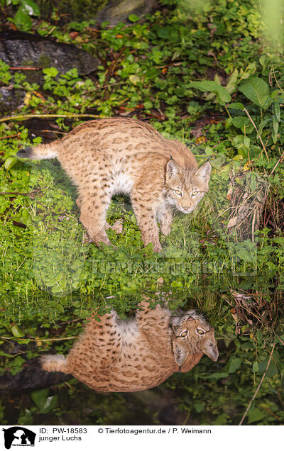 junger Luchs / young lynx / PW-18583