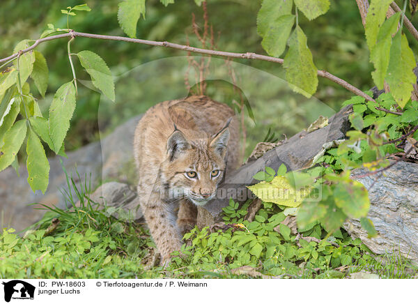 junger Luchs / young lynx / PW-18603