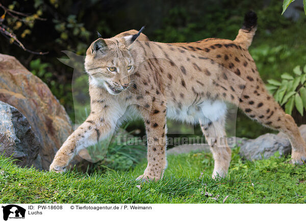 Luchs / lynx / PW-18608