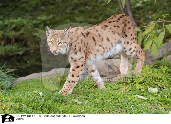 Luchs / PW-18617