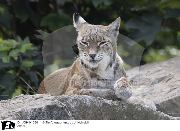 Luchs / Lynx / JOH-01590