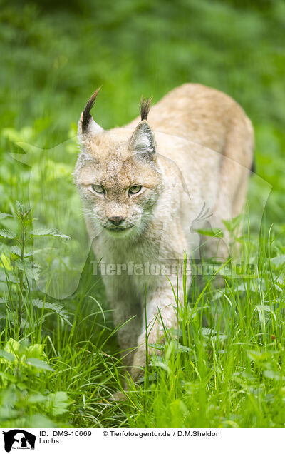Luchs / lynx / DMS-10669