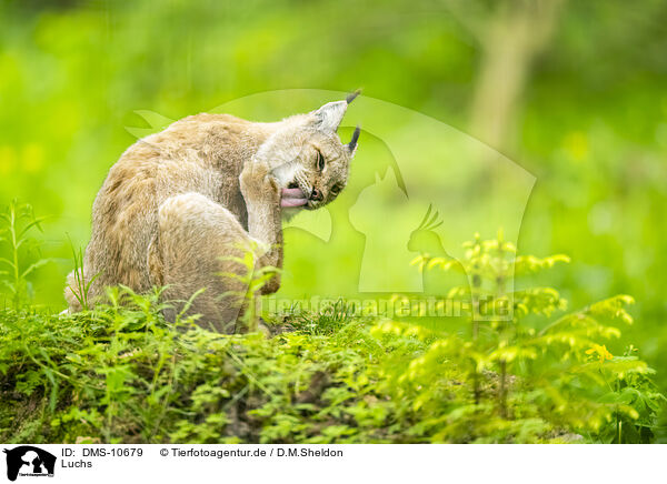 Luchs / DMS-10679
