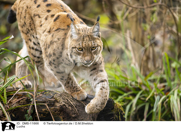 Luchs / lynx / DMS-11666
