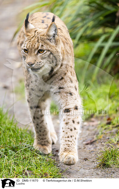 Luchs / lynx / DMS-11670