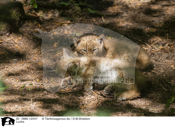 Luchs / lynx / DMS-12047