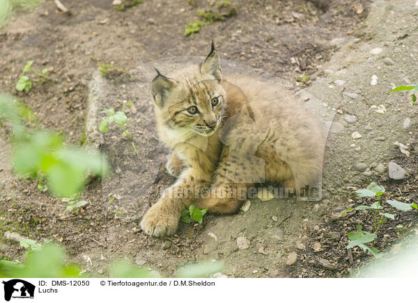 Luchs / lynx / DMS-12050
