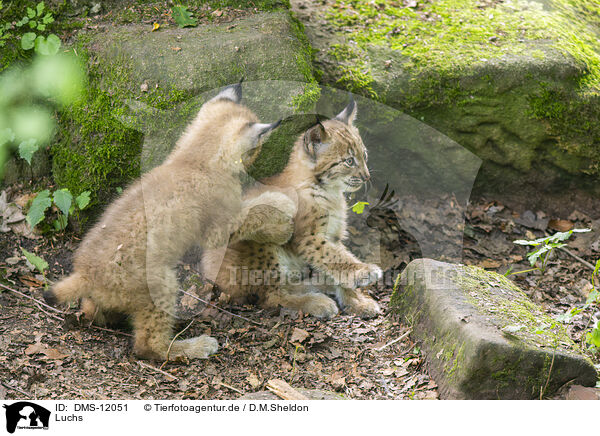 Luchs / lynx / DMS-12051