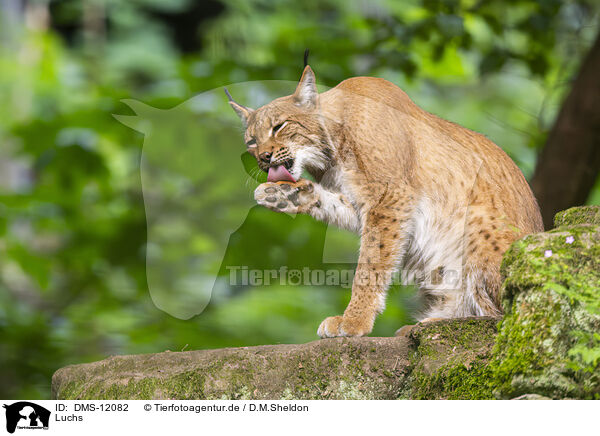 Luchs / lynx / DMS-12082