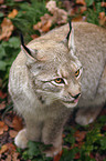 Luchs