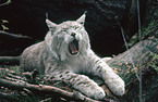 ghnender Luchs