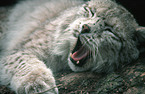 Eurasischer Luchs